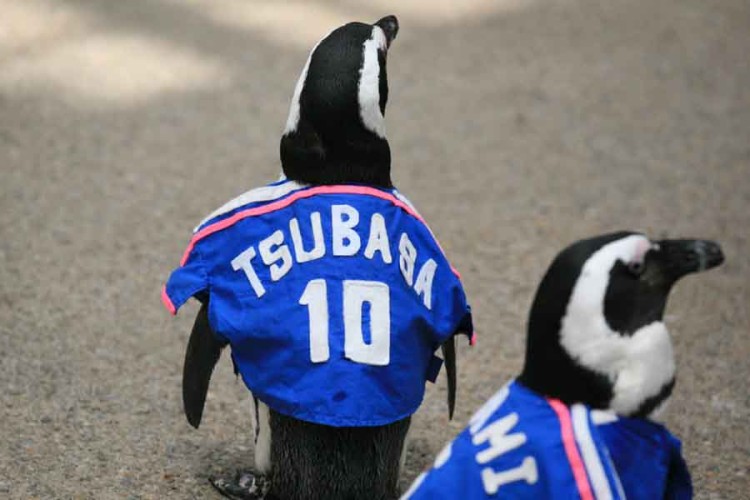 Penguin World Cup