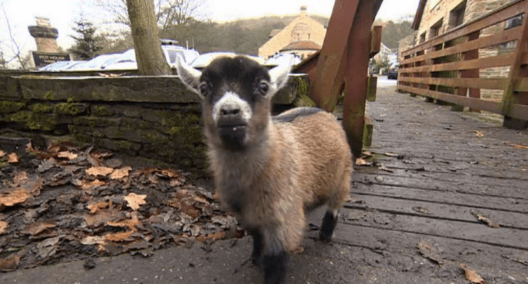 Benjamin the Pygmy Goat