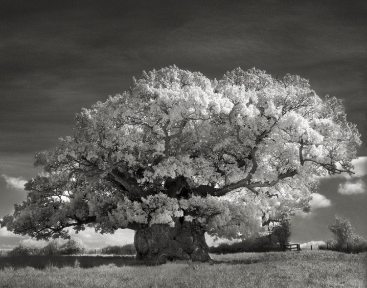 Portraits of Time by Beth Moon