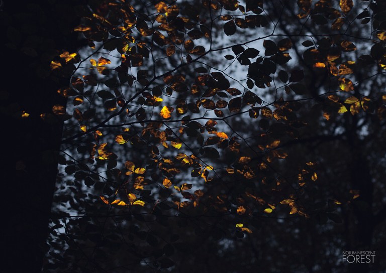 Burning Leaves