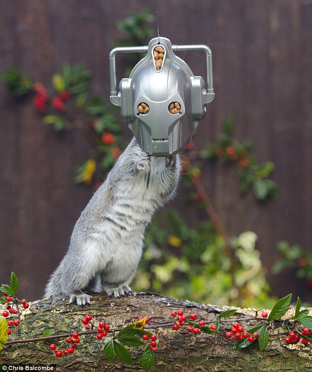 Cyber Squirrel