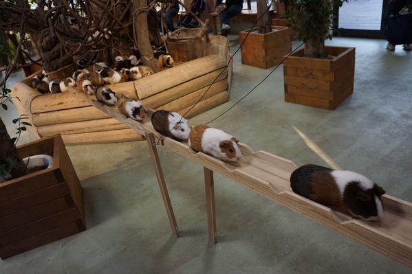 Guinea Pig Boardwalk