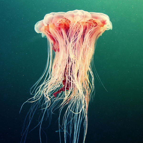 Underwater Photos of Jellyfish Propelling Themselves Through