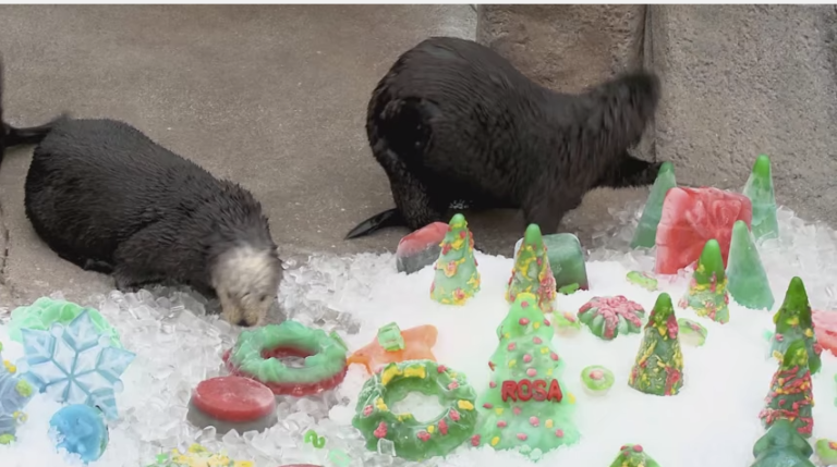 Otter Treats