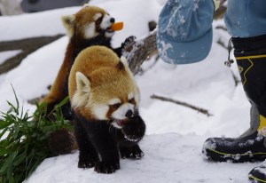 Red Pandas and Hat