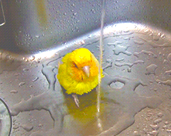 Rosy-Faced Lovebird Bath1