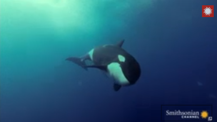 Orca playing