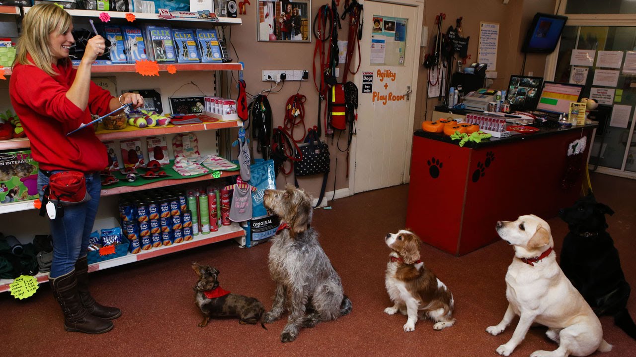 'Academy 4 Dogs', A FullService Dog Care Facility Known as the UK's