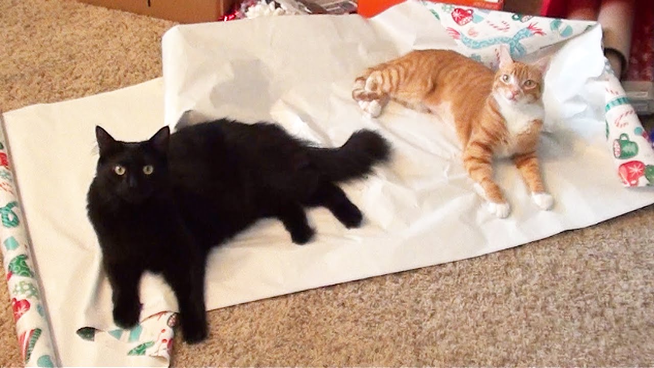 Cole and Marmalade Explain How Cats Perceive the Elaborate Trimmings of
