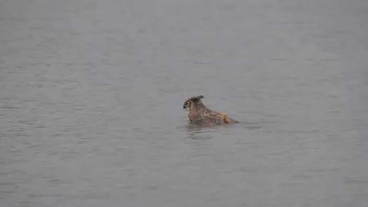 Great Horned Owl Skillfully Swims in Lake Michigan to Evade Pursuing