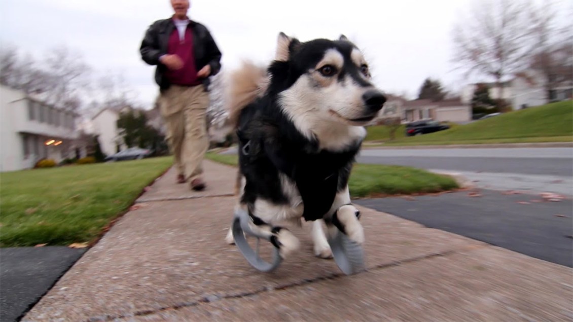 Rescue Dog With Deformed Front Legs Is Now Able to Run With the Help of 3D Printed Prosthetic Paws
