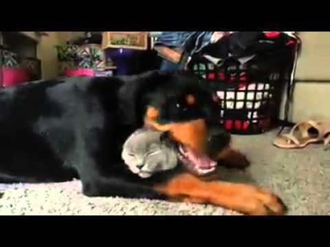 how to bond with a rottweiler