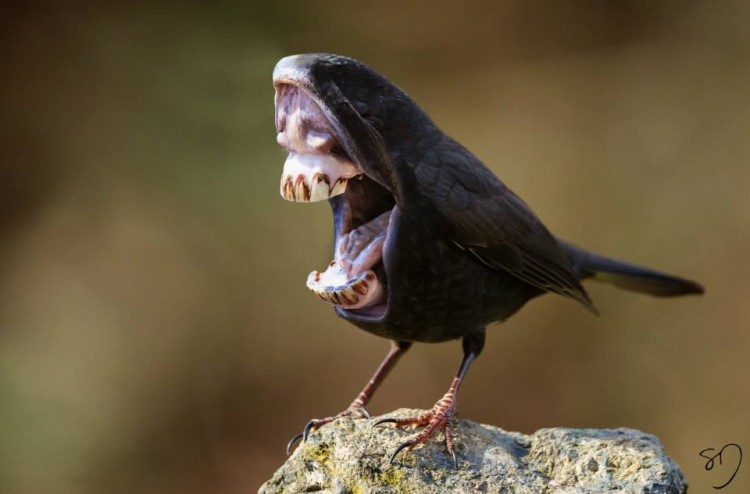 Hilariously Strange Manipulated Photos of Birds With Big Mouths Instead of  Beaks