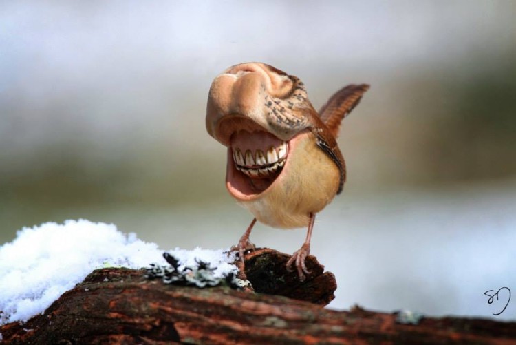 Big Mouth Birds by Sarah DeRemer