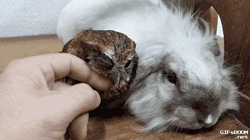 Bunny and Owl