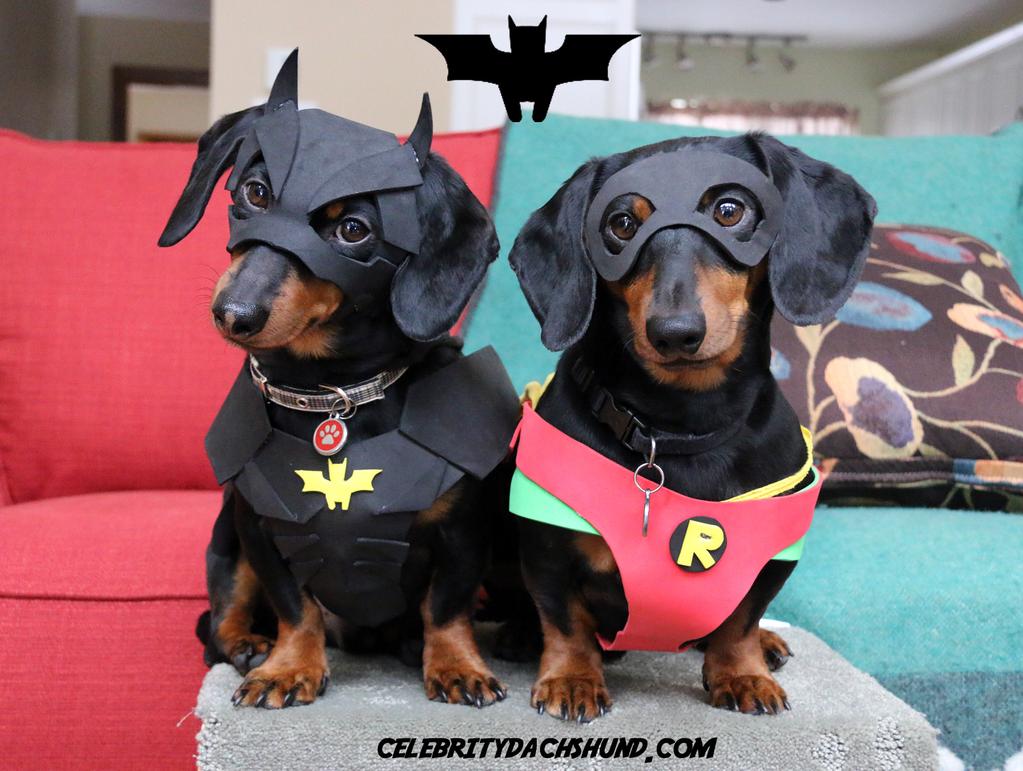 Crusoe the Celebrity Dachshund and His Brother Oakley Catch a Burglar While  Dressed as 'Batdog and Robin'