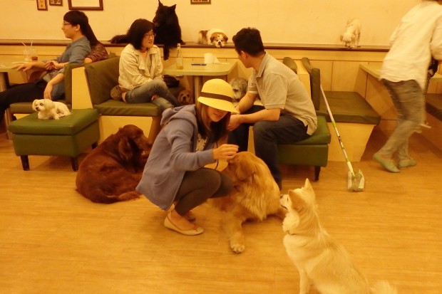 Dog Cafe in Korea