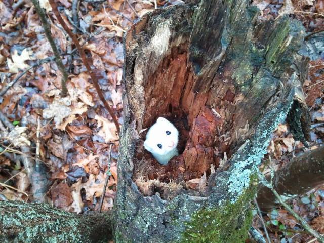 Ermine in a Tree