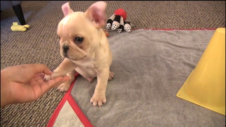 French Bulldog Puppy