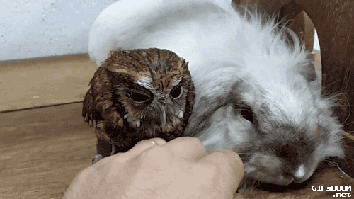 Owl and Bunny