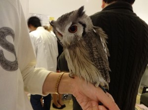 Owl on Arm