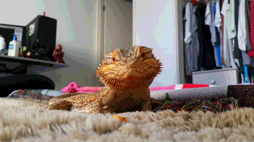 Pringle, The CameraLoving Bearded Dragon Lizard Who Dresses Up in