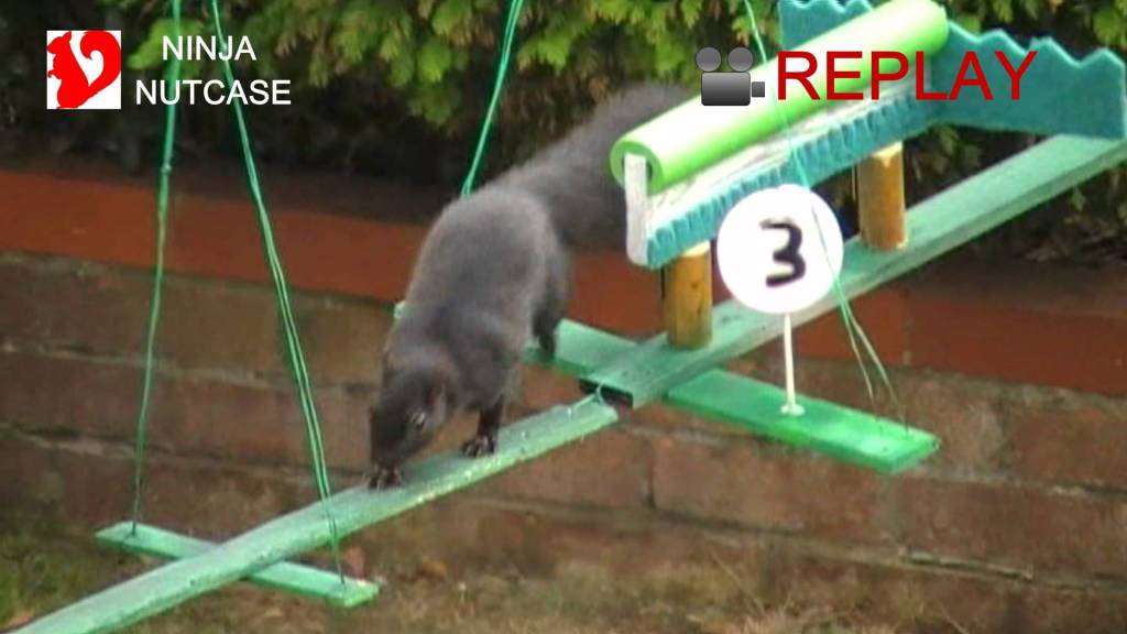 Squirrel Enthusiast Provides Commentary as Two Squirrels Navigate an Elaborate Obstacle Course