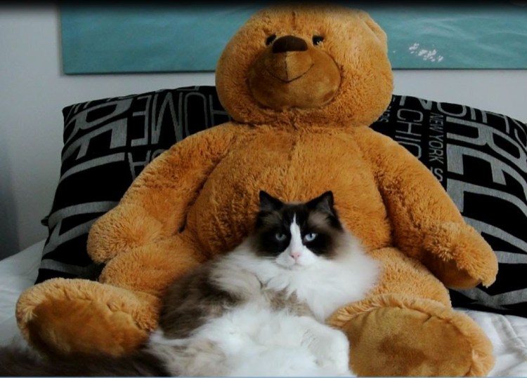 ragdoll cat teddy