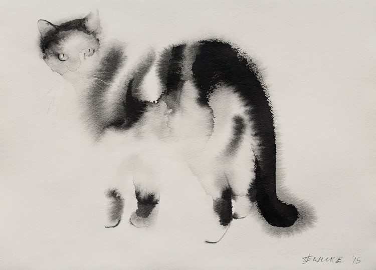 Black and White Cat