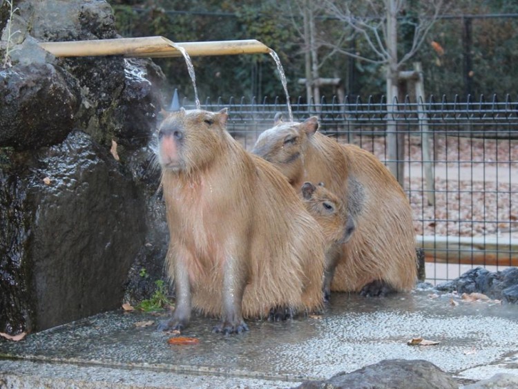 Capybaras Showering