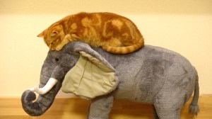 Curious Cat on Elephant
