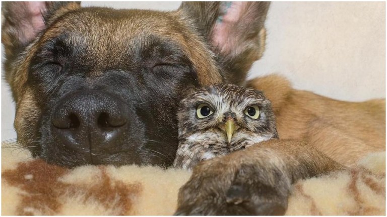 Dog and Owl Best Buddies