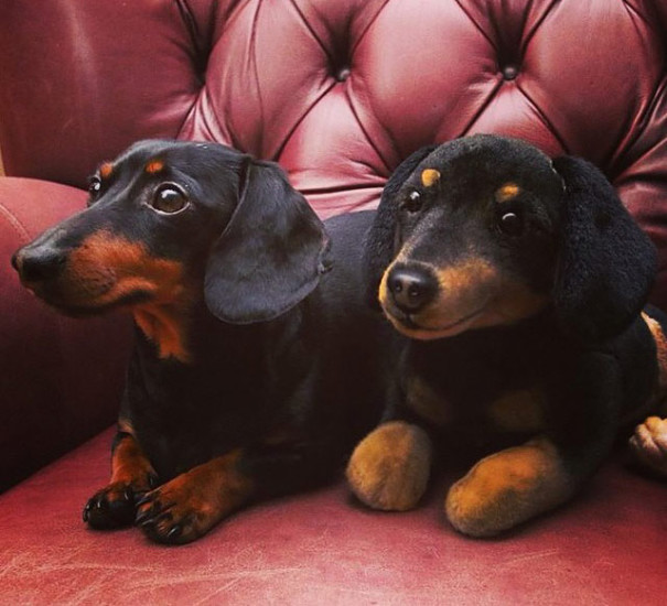 Doxies