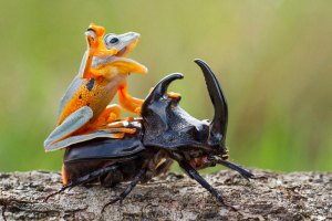 Frog Riding Beetle 1