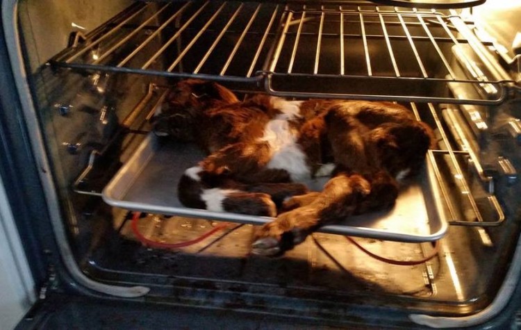 Goat in Oven