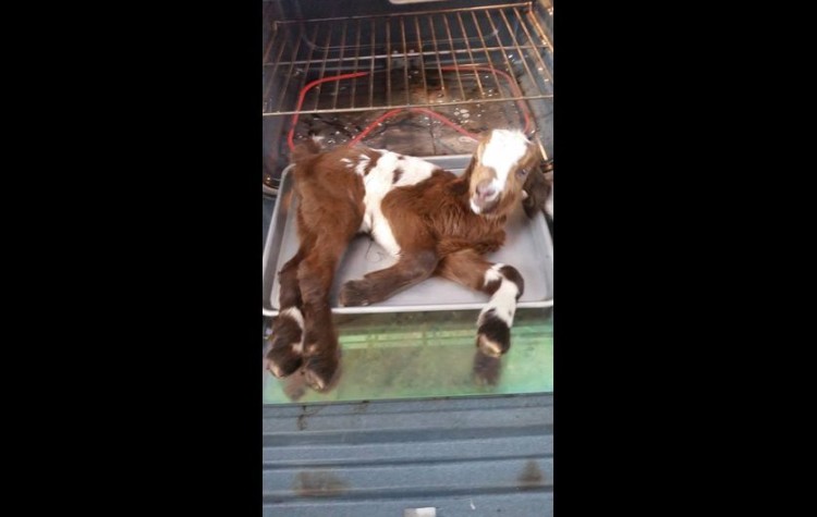 Goat in Oven2