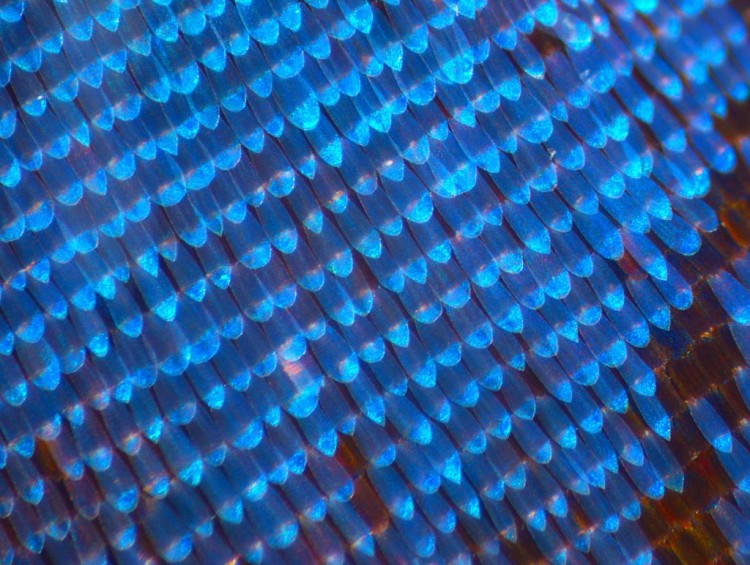 Morpho Butterfy Scales