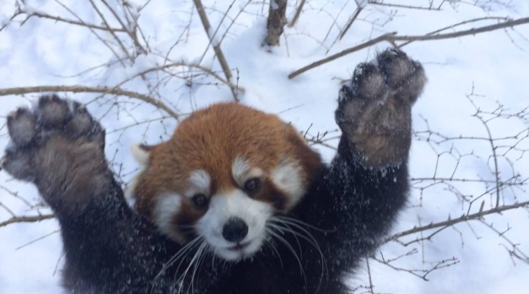 Red Panda in Snow