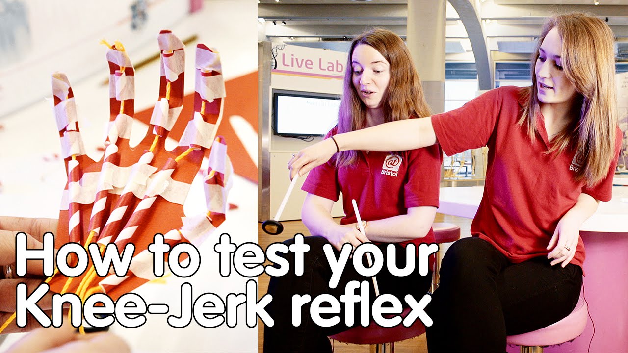 An Explanation for Why Knees Jerk When Struck With a Doctor’s Reflex