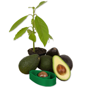 AvoSeedo with avocados