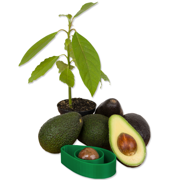 AvoSeedo with avocados