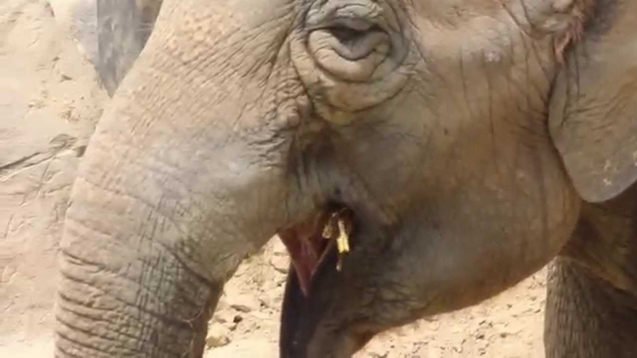 'Elephant Eating A Stick', A Slow Jam by Parry Gripp Dedicated to the