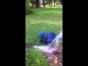 Gorgeous Blue Macaw Cleverly Figures Out How To Turn On the Outdoor Water Taps on a Hot Day