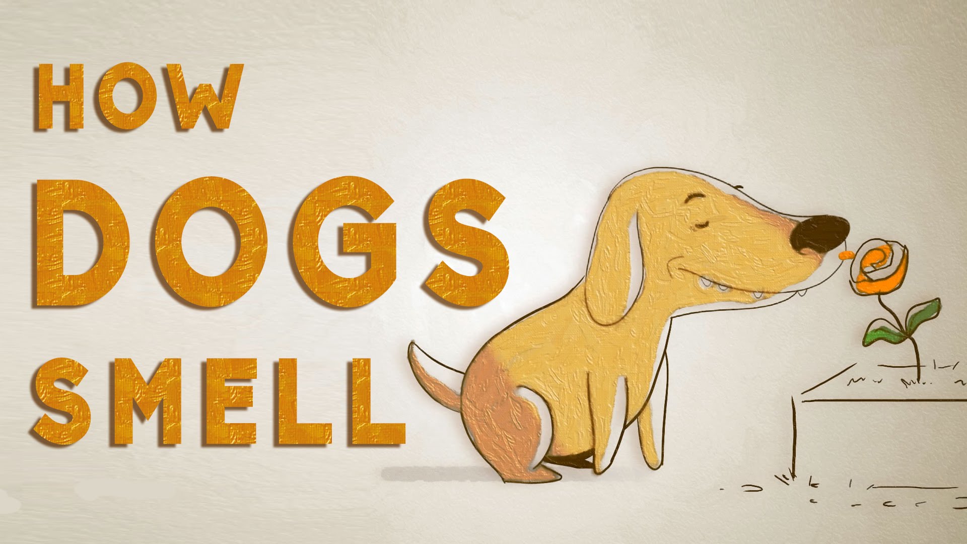 'How Do Dogs See With Their Noses?', An Animated Explanation of a Dog's