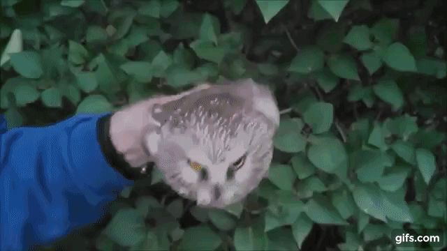 Owl Head Control
