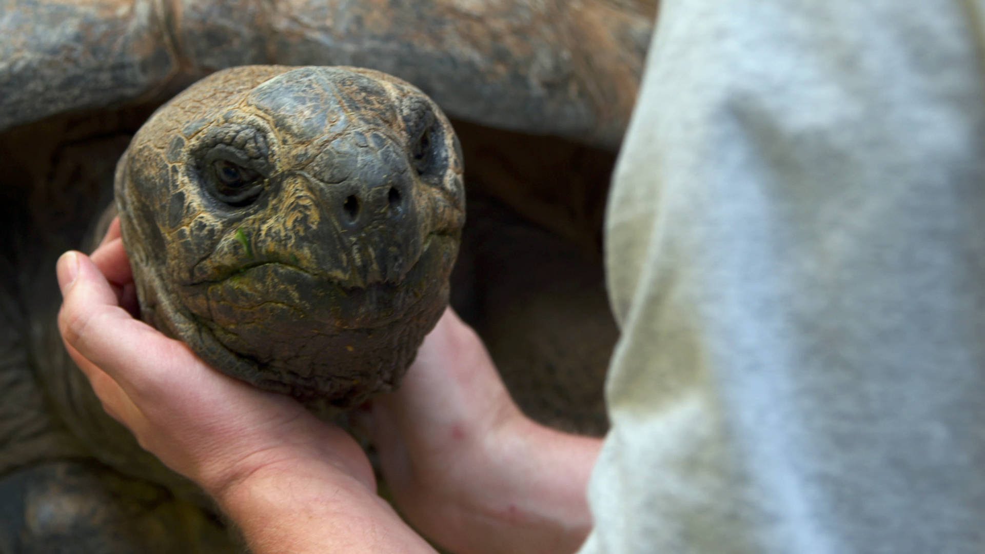 Can tortoises show affection