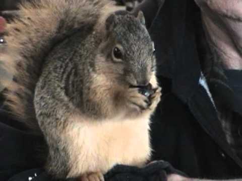 squirrel tame pet comes running his whenever calls despite several released having human ago years been