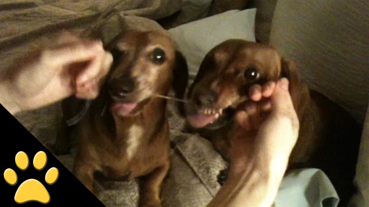 Two Dachshunds Get Their Teeth Flossed at the Same Time With the Same ...