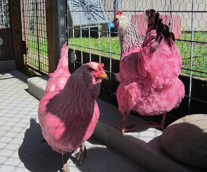 Pink chickens
