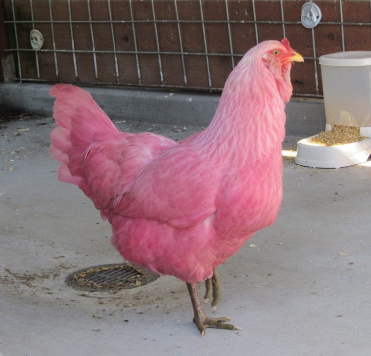 Pink chicken